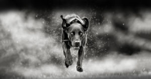 high energy dog