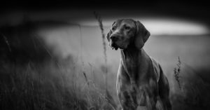 hunting dog on the point
