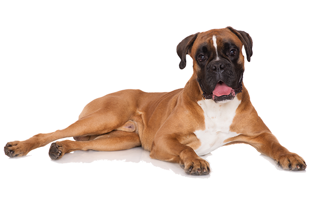 boxer dogs love pet treats